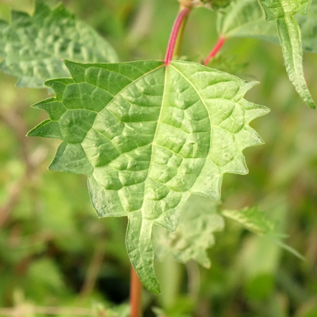 Boehmeria spicata - Ortie de Chine arbustive