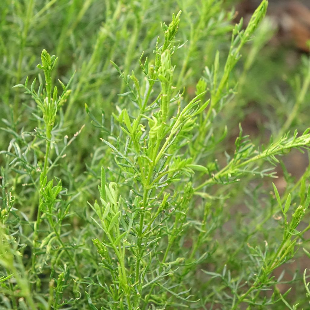 Boronia pilosa Rose Blossom - Boronie velue
