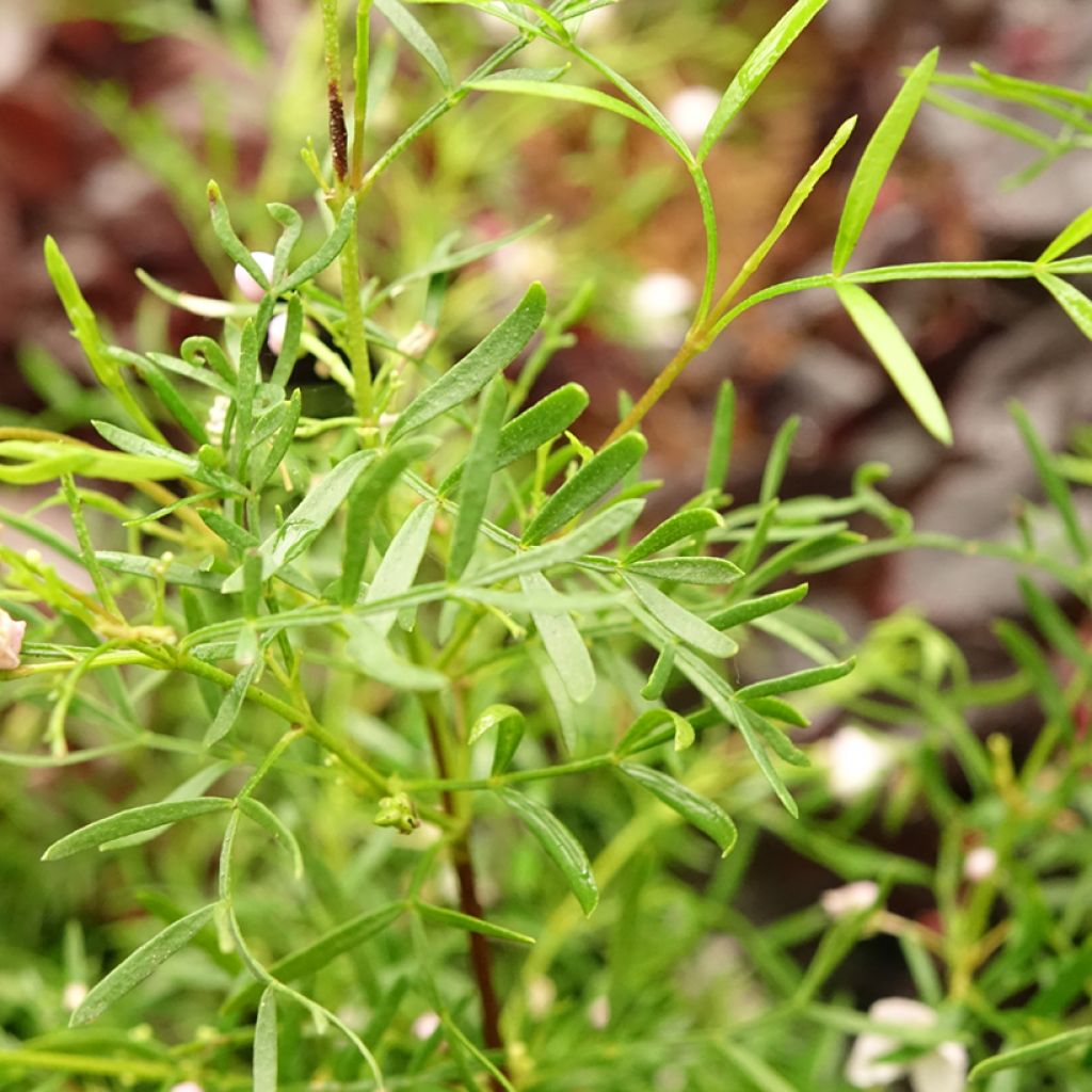 Boronia pinnata var. muelleri - Boronie forestière