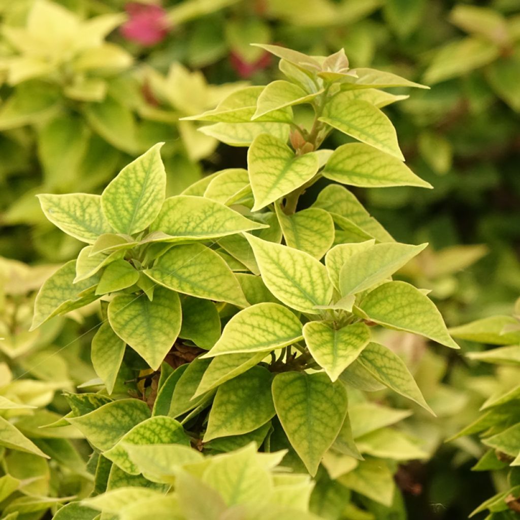 Bougainvillier Mini Thaï