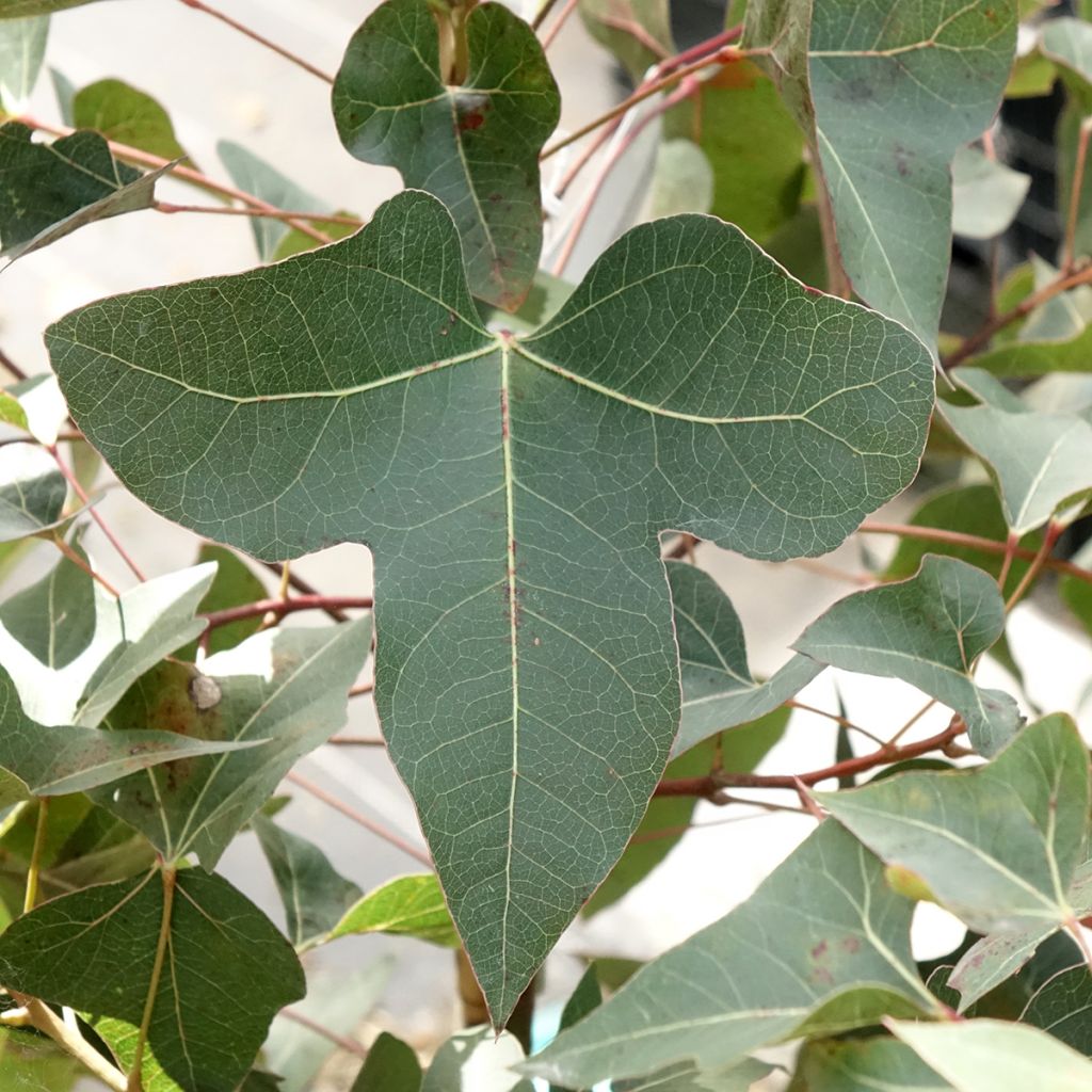Brachychiton populneus - Kurrajong