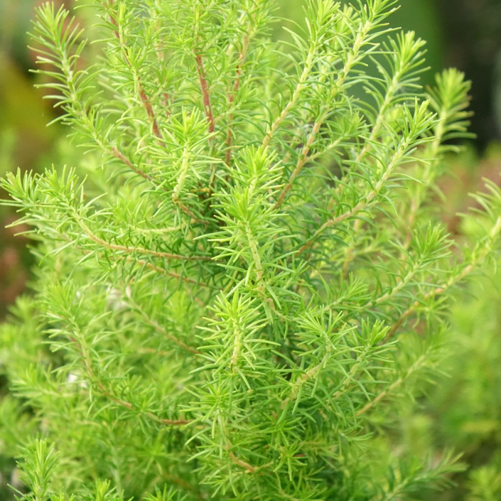 Bruyère arborescente Pink Joy - Erica arborea