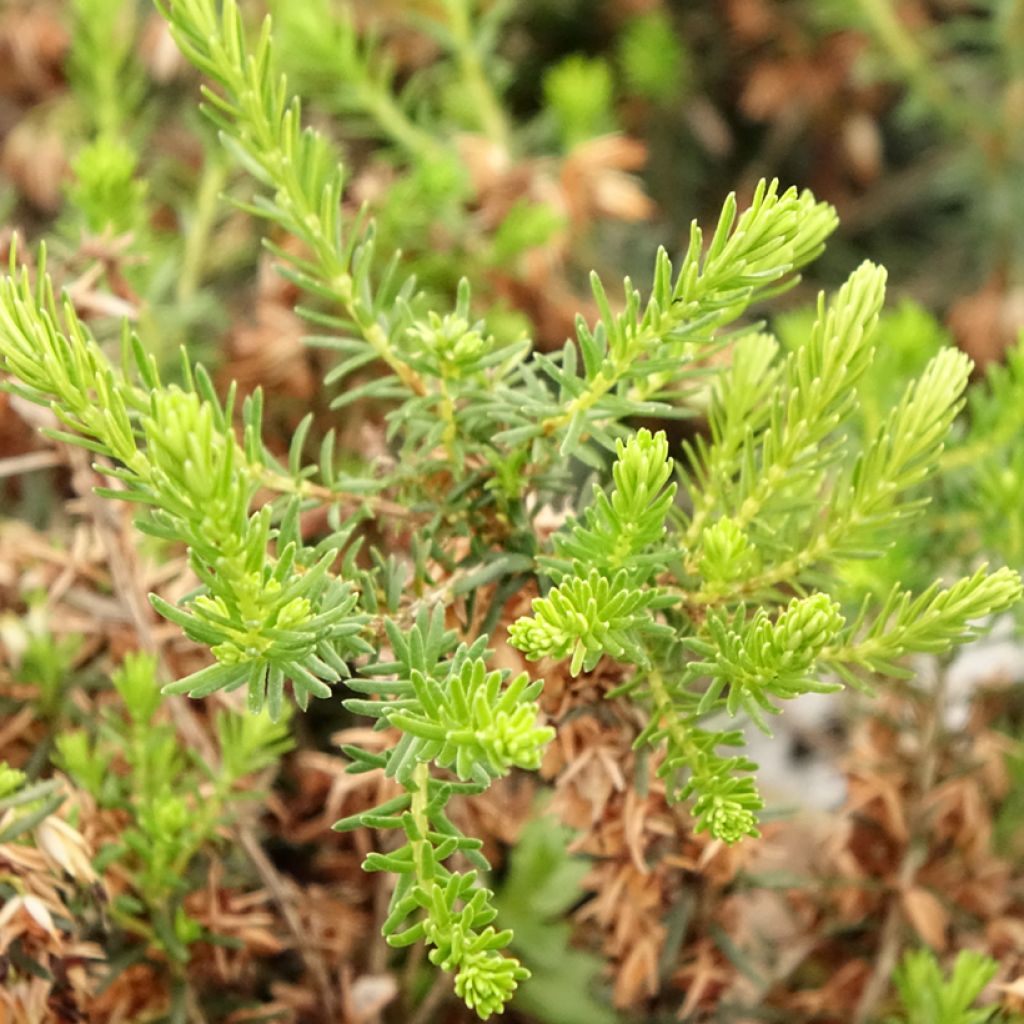 Bruyère cendrée - Erica cinerea f. alba