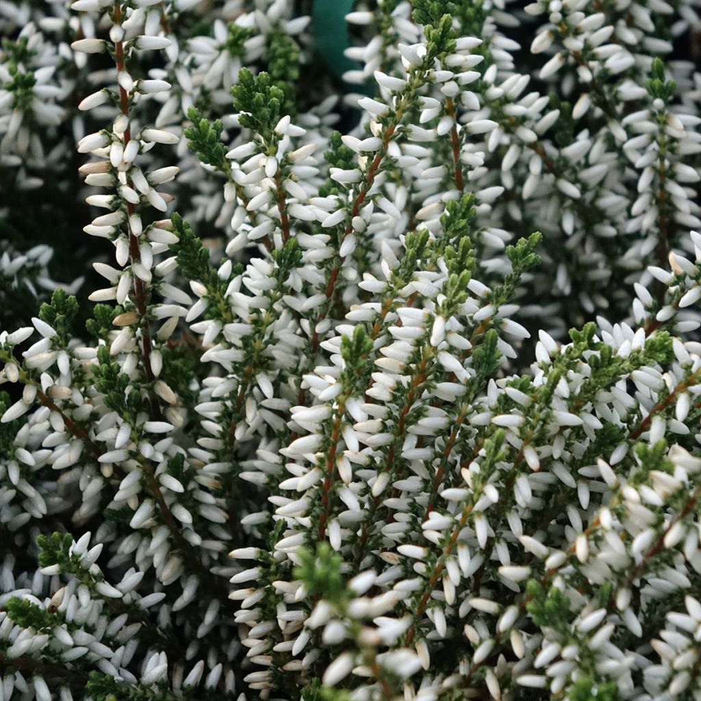 Bruyère d'été - Calluna Garden Girls Alicia