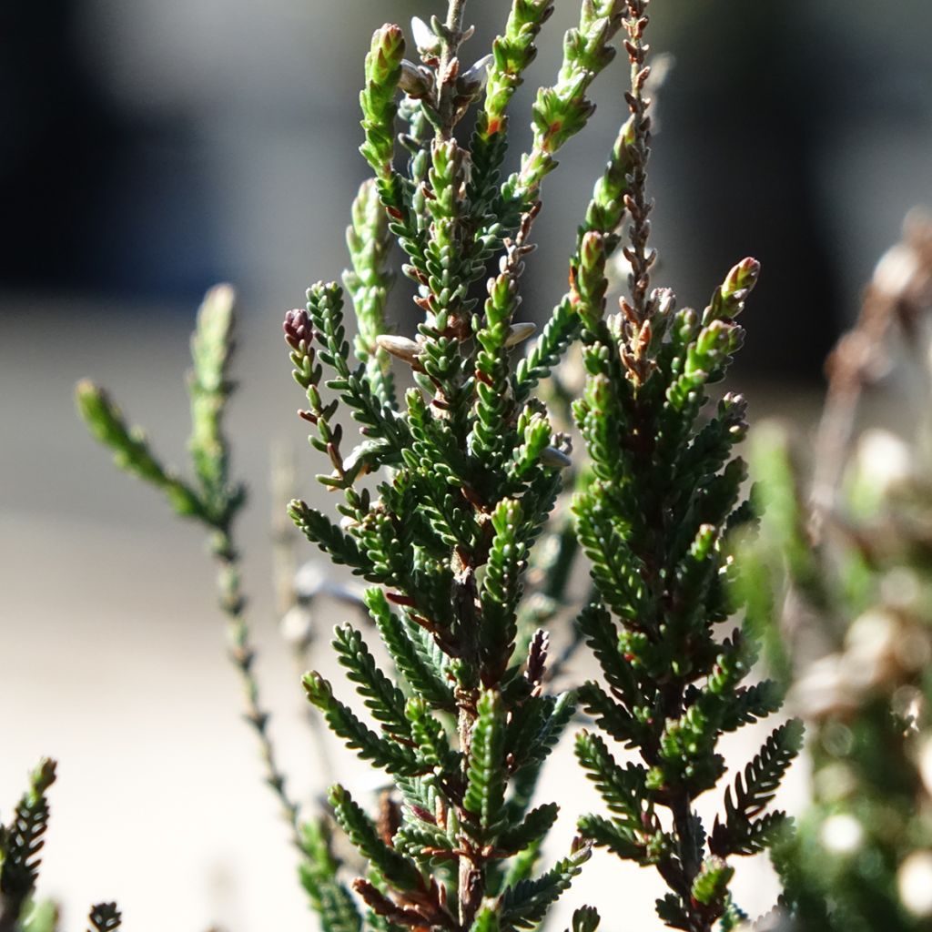 Bruyère d'été - Calluna Garden Girls Athene