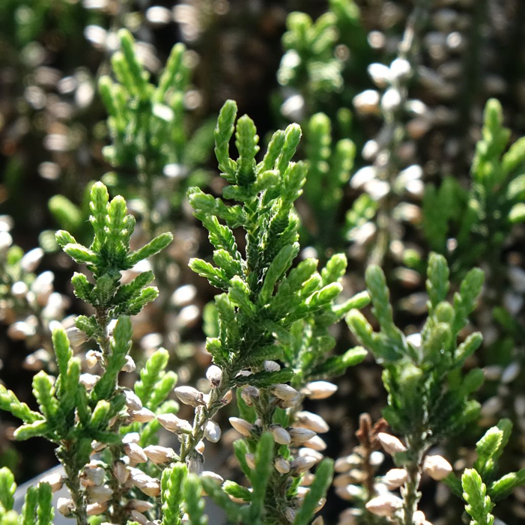 Bruyère d'été - Calluna Garden Girls Bettina