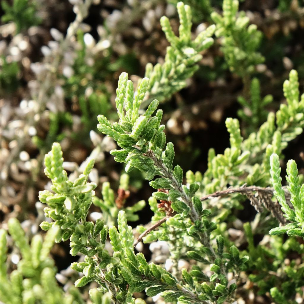 Bruyère d'été - Calluna Garden Girls Bettina
