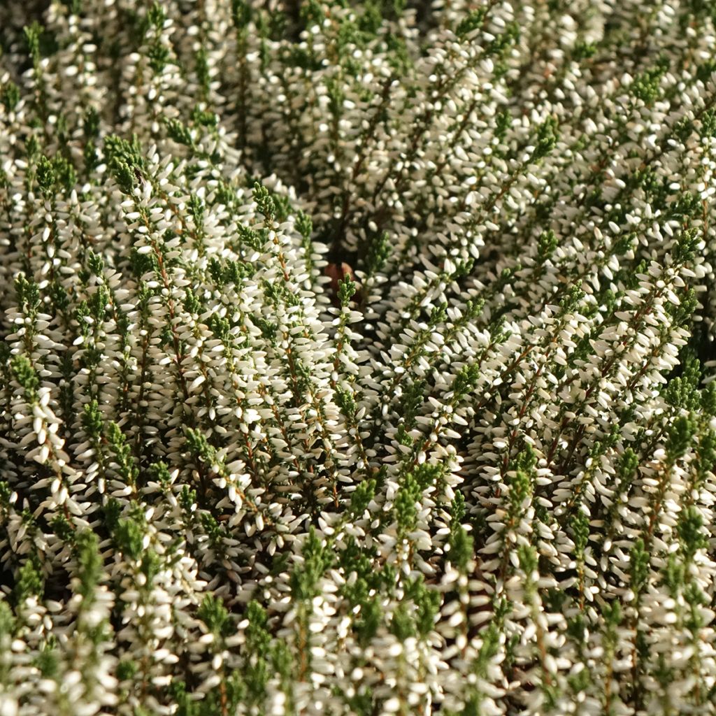 Bruyère d'été - Calluna Garden Girls Helena