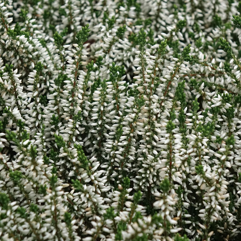 Bruyère d'été - Calluna Garden Girls Helena