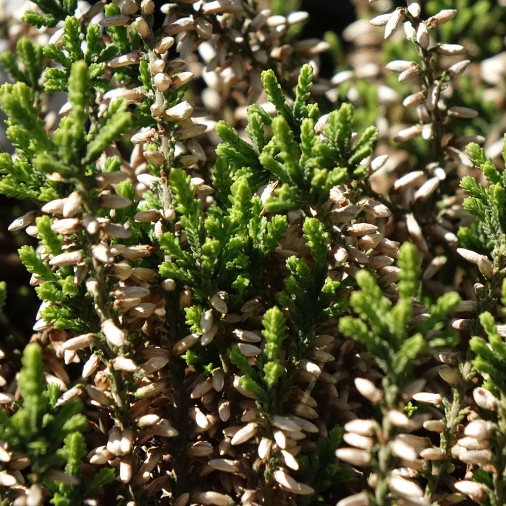 Bruyère d'été - Calluna Garden Girls Helena