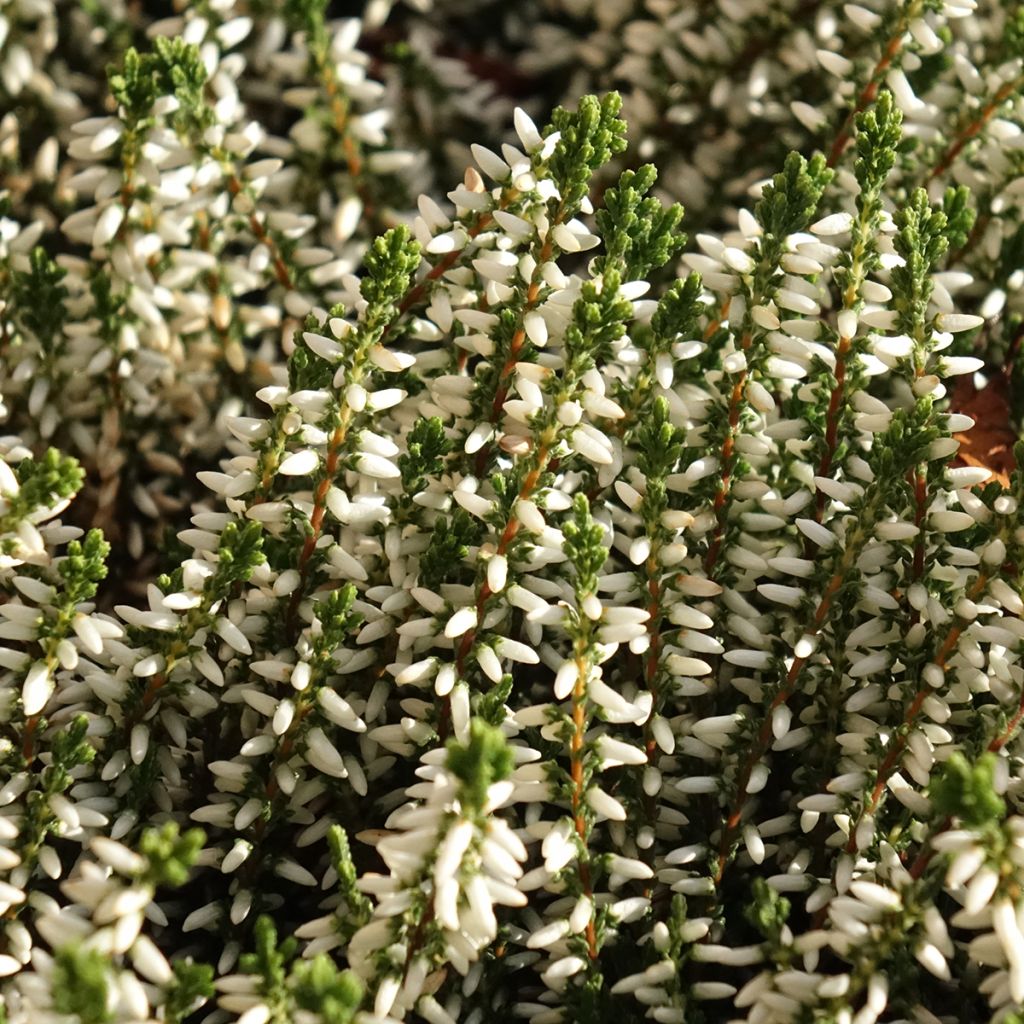 Bruyère d'été - Calluna Garden Girls Helena