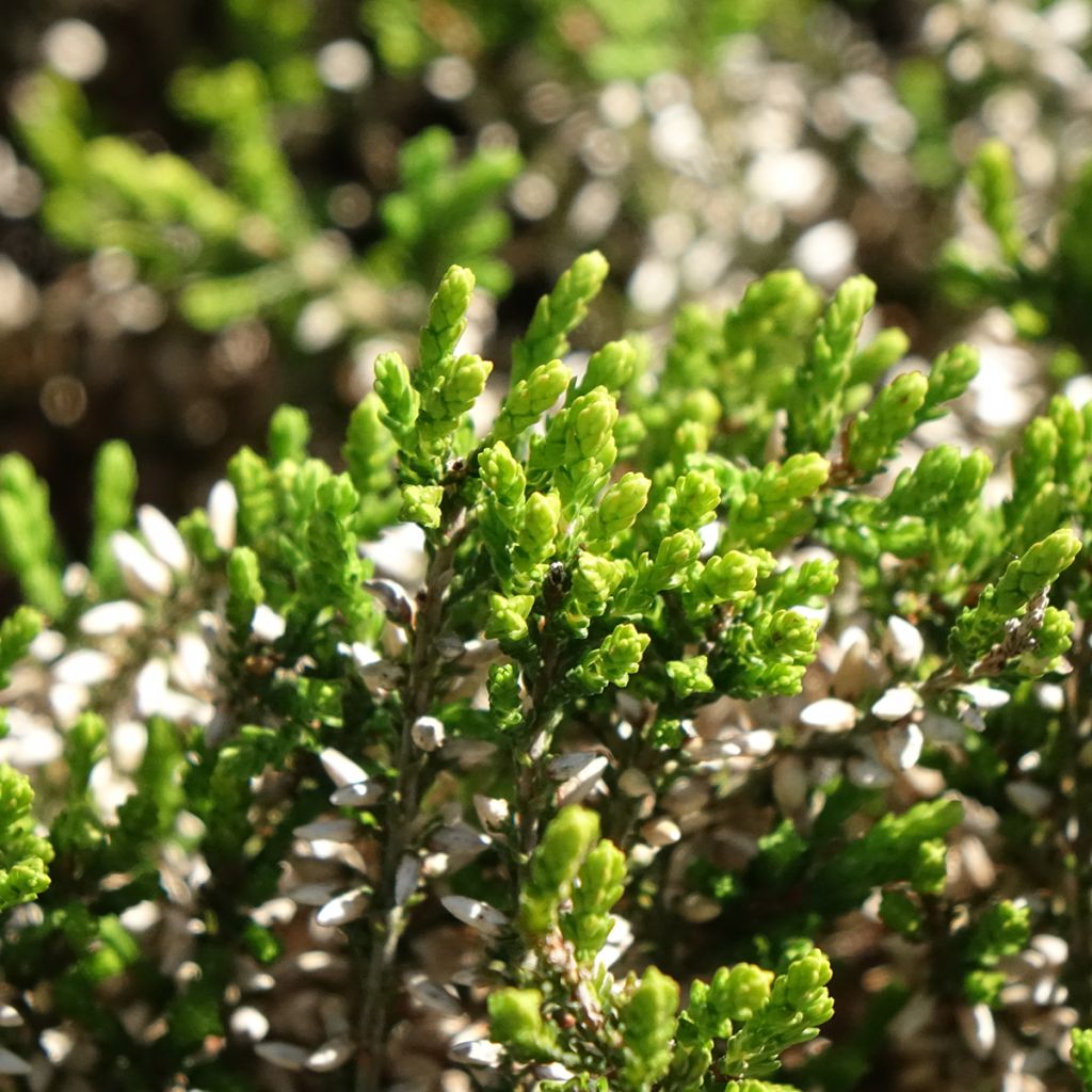Bruyère d'été - Calluna Garden Girls Pink Angie