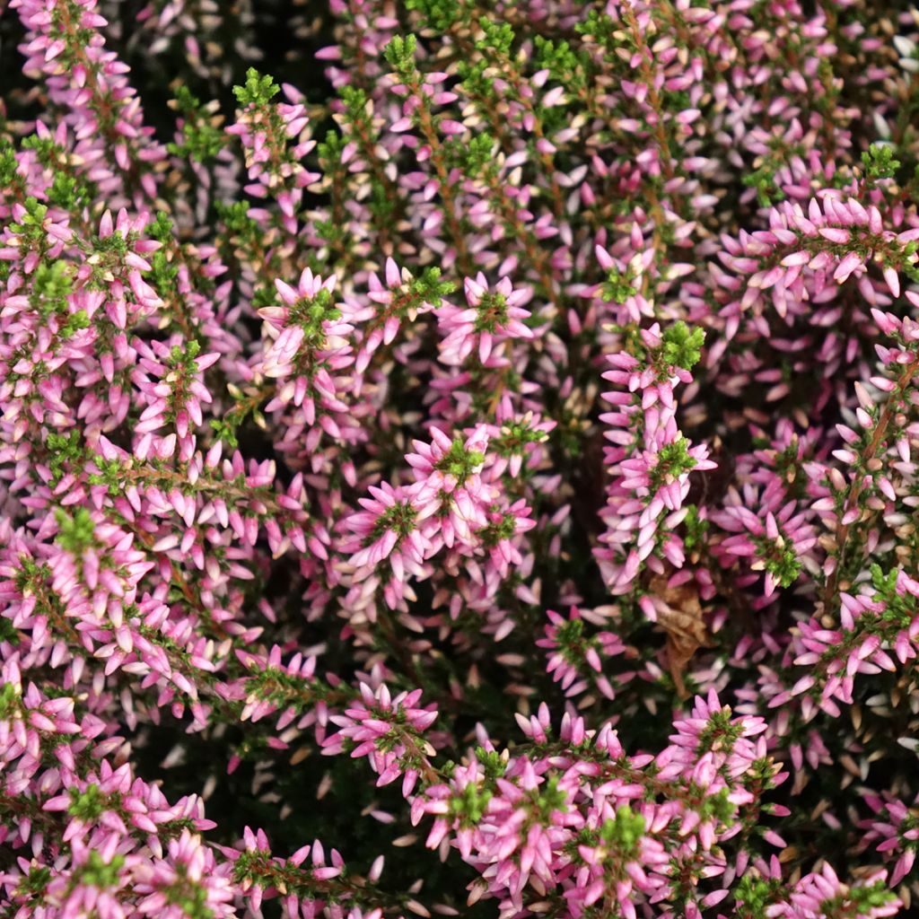 Bruyère d'été - Calluna Garden Girls Pink Angie