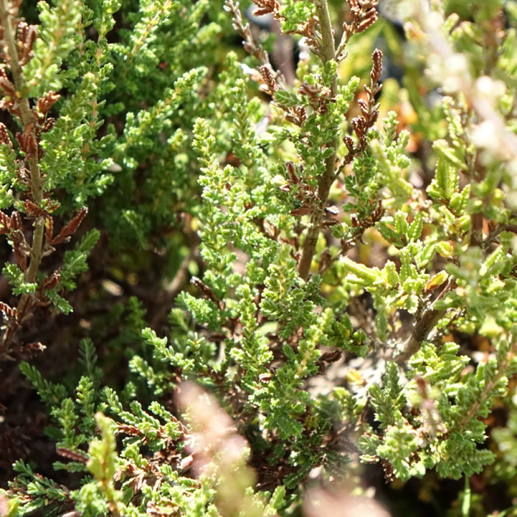 Bruyère d'été - Calluna Garden Girls Pink Bettina