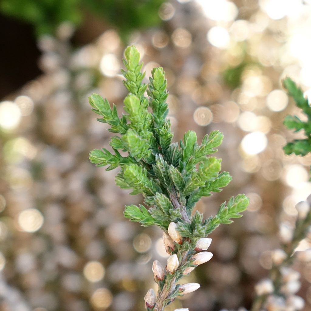 Bruyère d'été - Calluna Garden Girls Rosita