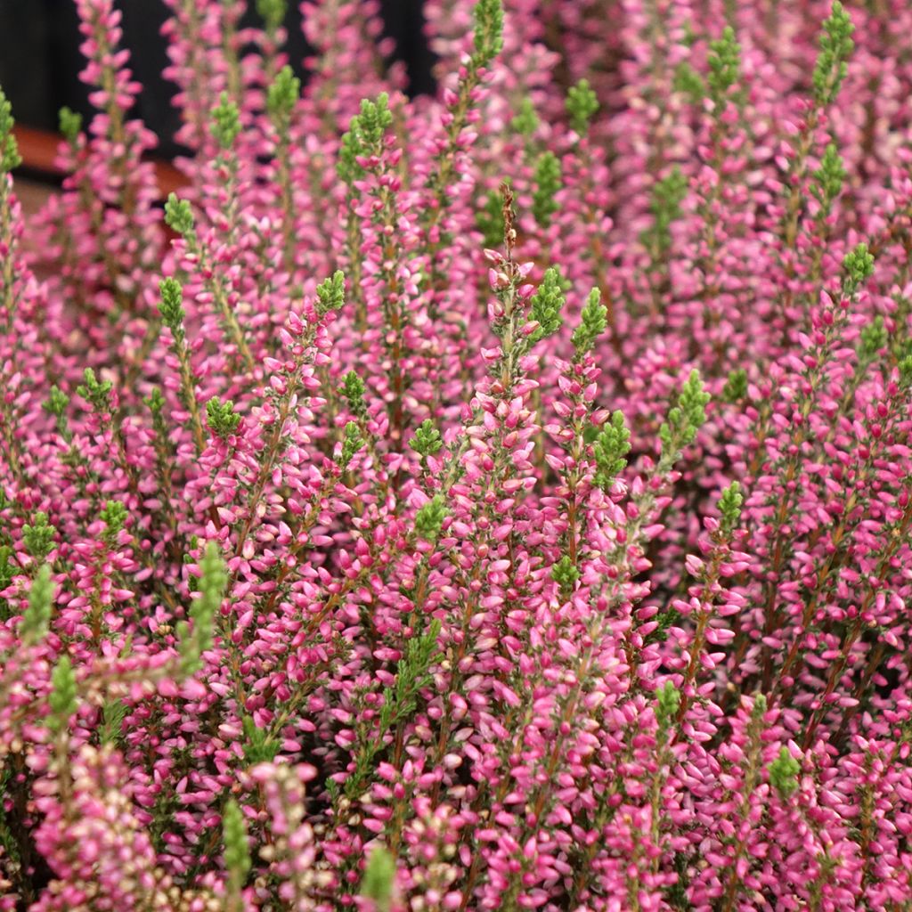 Bruyère d'été - Calluna Garden Girls Rosita