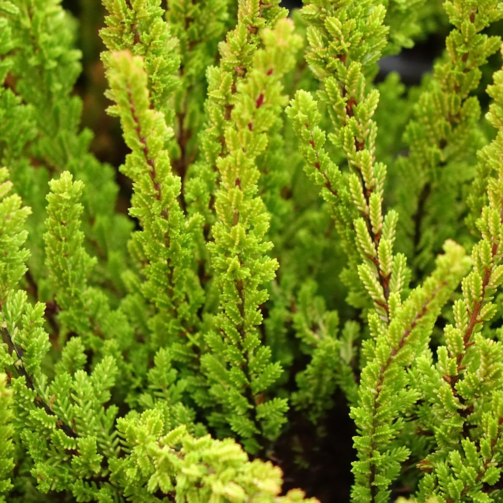 Bruyère d'été - Calluna Garden Girls Zoe