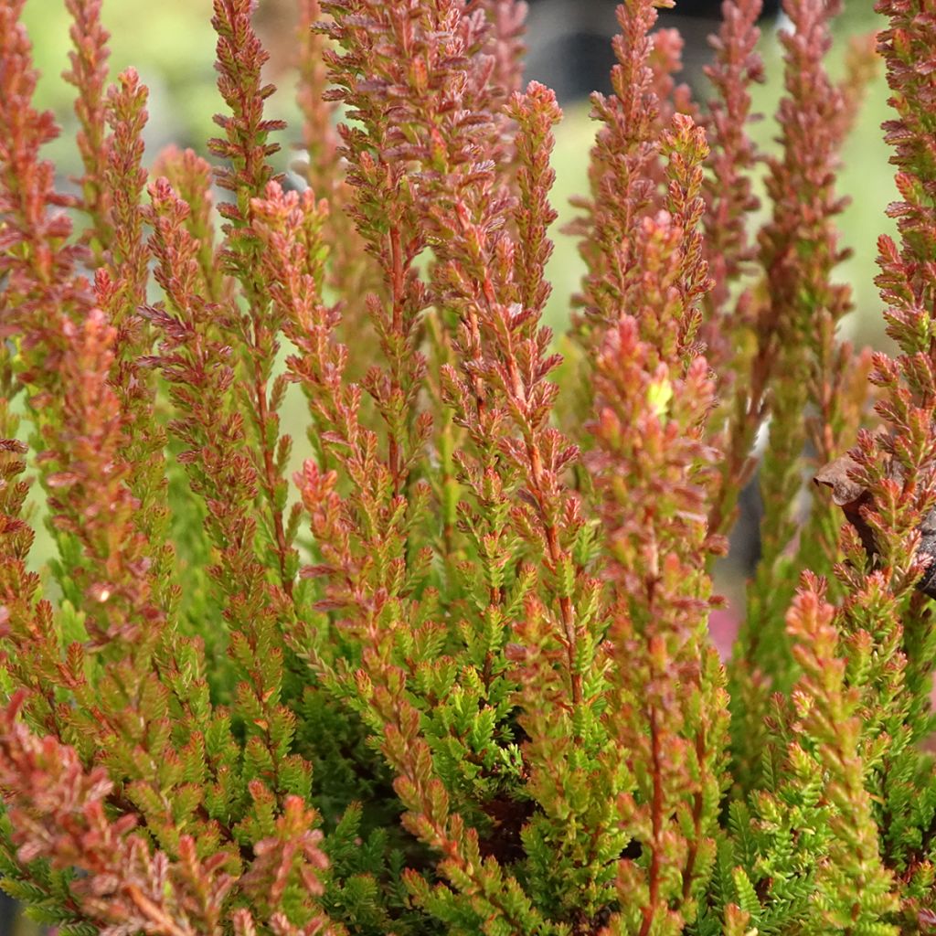 Bruyère d'été - Calluna Garden Girls Zorina
