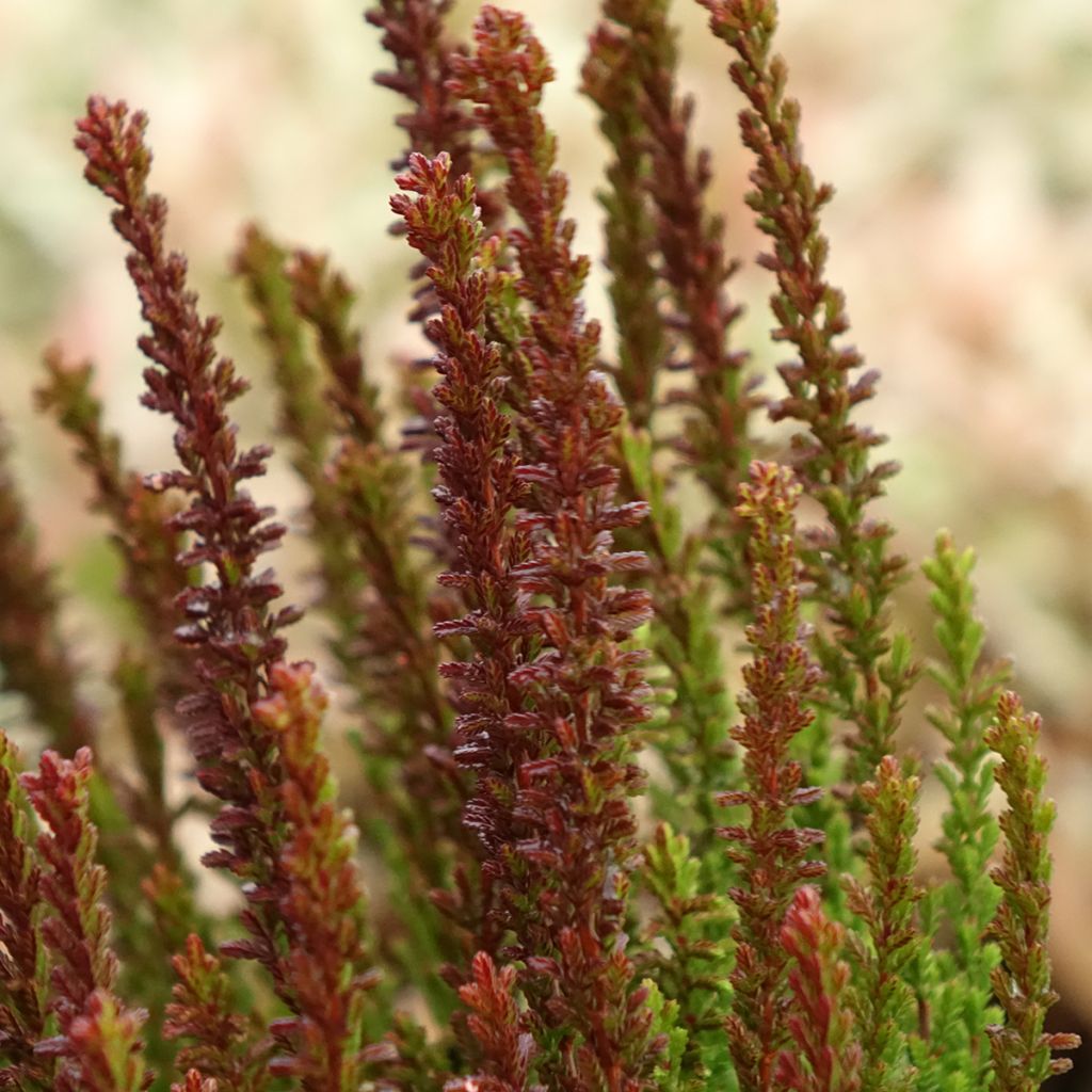 Bruyère d'été - Calluna Garden Girls Zorina