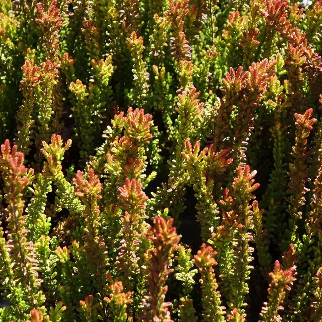 Bruyère d'été - Calluna Garden Girls Zorina