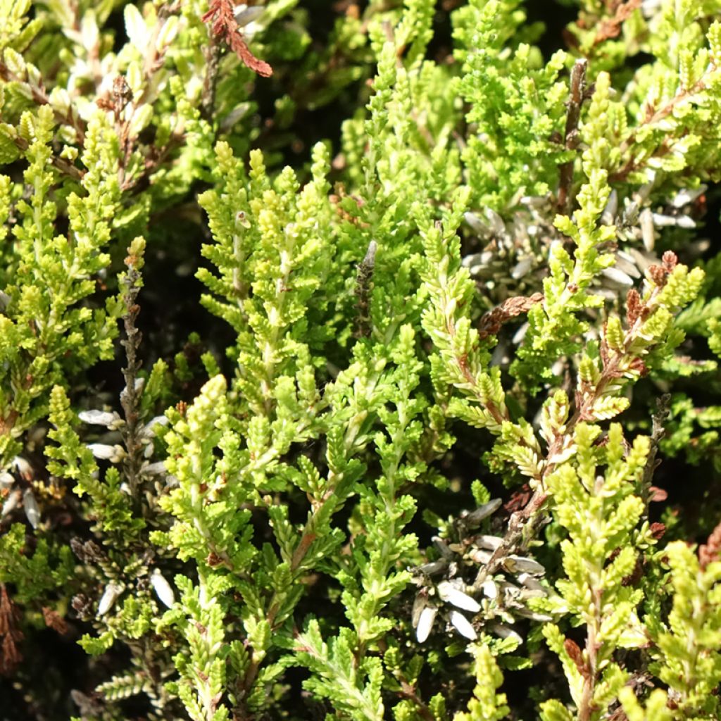 Bruyère d'été - Calluna vulgaris Anouk (BEAUTY LADIES series)