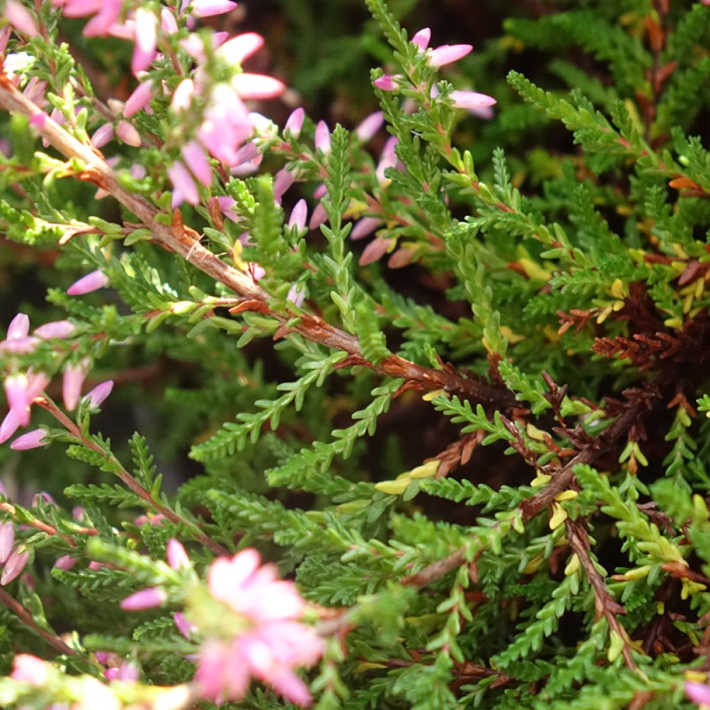 Bruyère d'été - Calluna vulgaris Marleen 