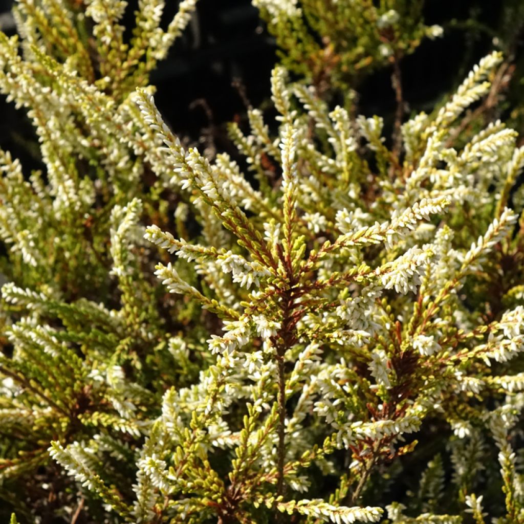 Bruyère d'été - Calluna vulgaris Sandy 