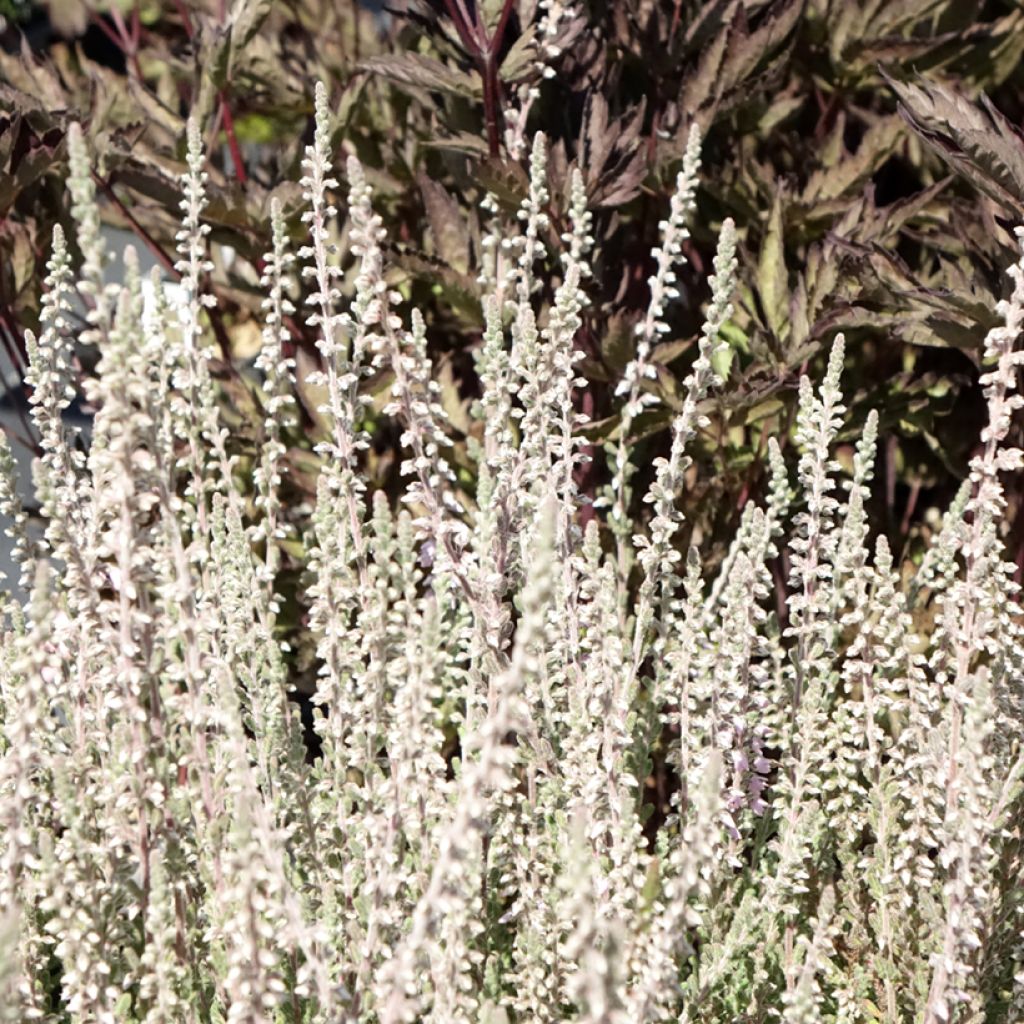 Bruyère d'été - Calluna vulgaris Silver Knight 