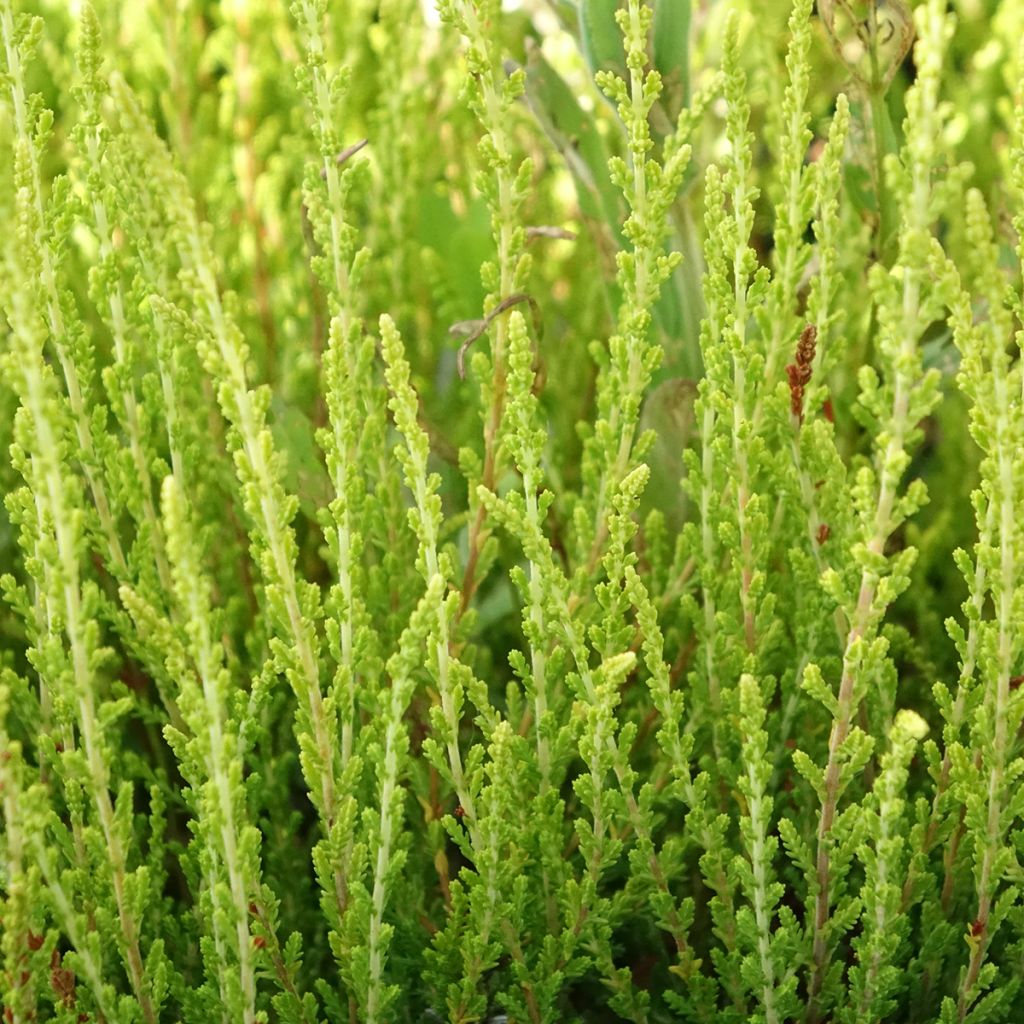 Bruyère d'été - Calluna vulgaris Theresa