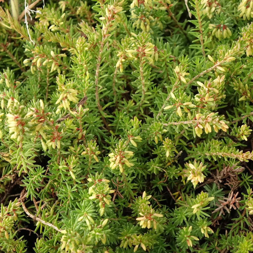 Bruyère des neiges - Erica carnea Springwood Pink