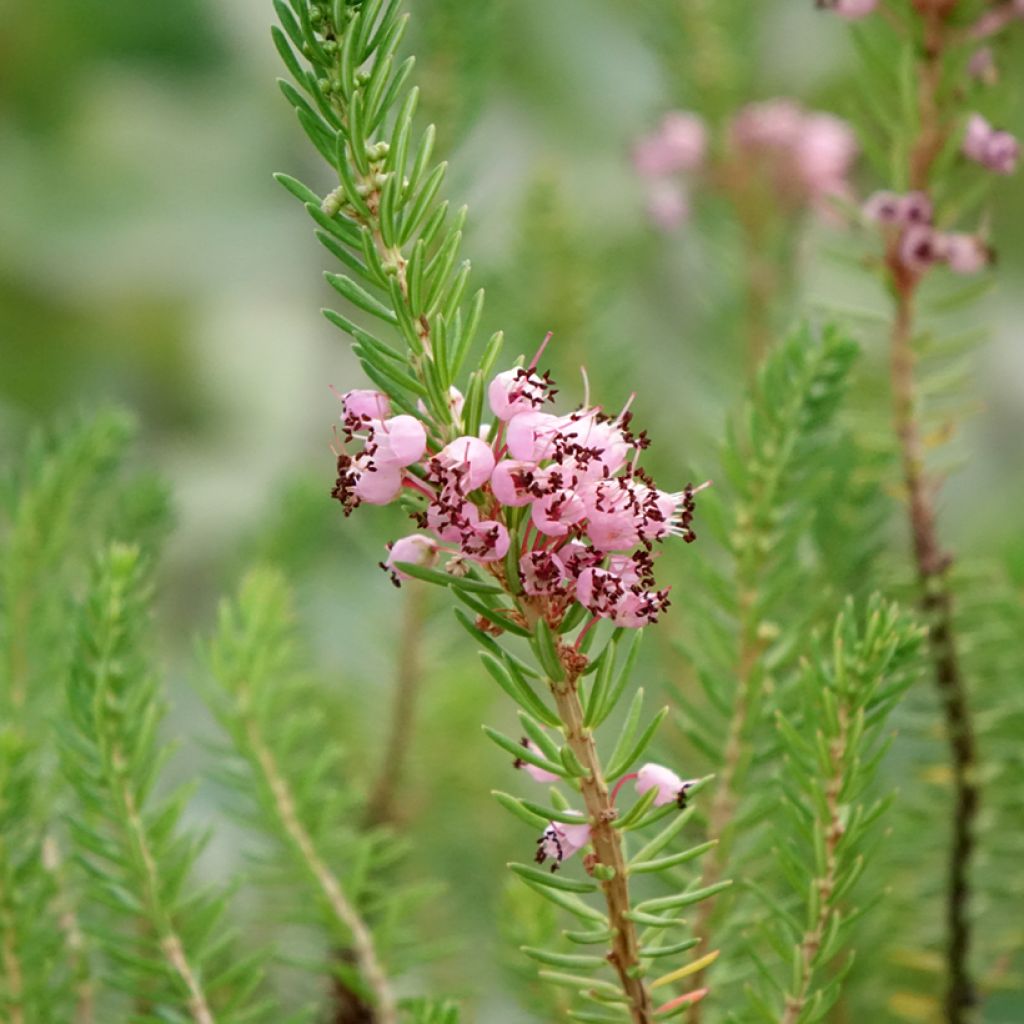 Bruyère vagabonde - Erica vagans Pyrenees Pink