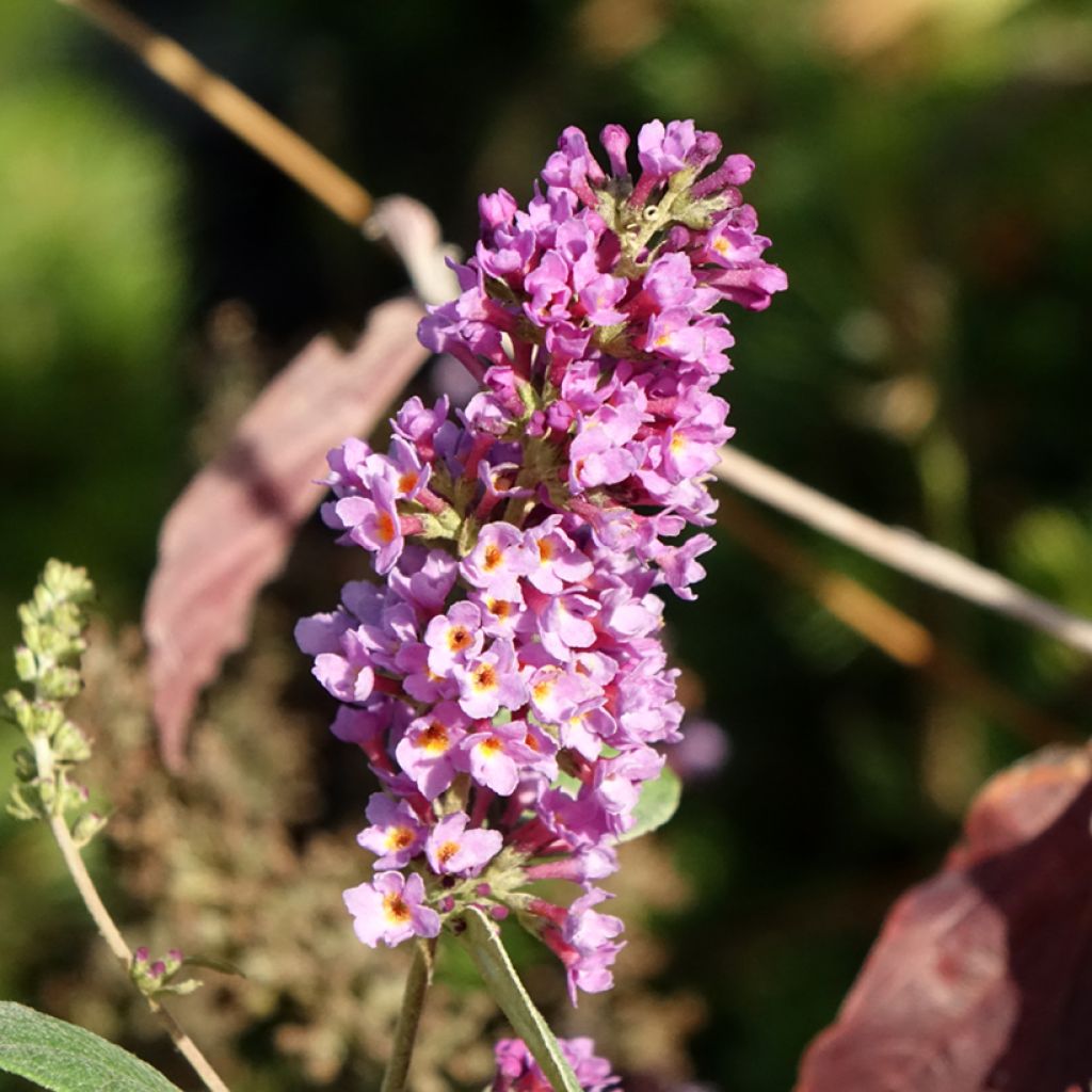 Buddleia Blue Chip Jr - Arbre aux papillons nain