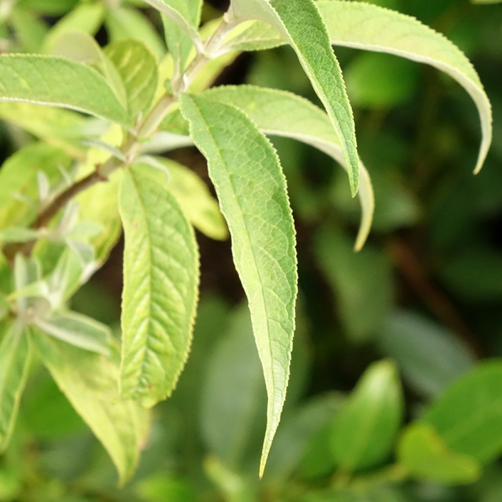 Buddleia davidii Nanho White - Arbre aux papillons nain