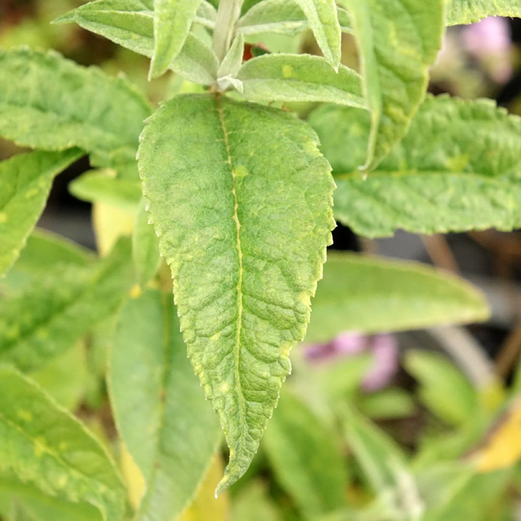 Buddleia davidii Reve de Papillon White - Arbre aux papillons