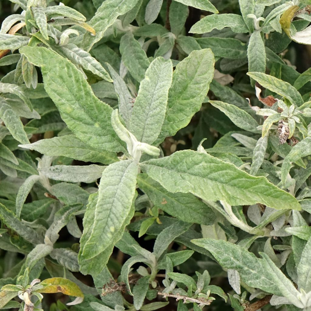 Buddleia davidii White Ball
