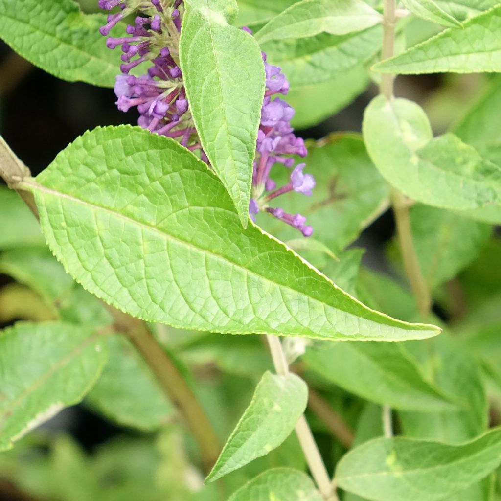 Buddleia Empire Blue - Arbre aux papillons