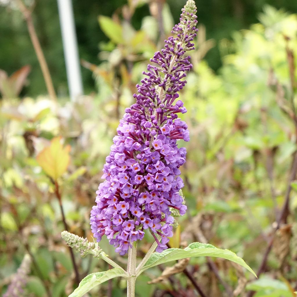 Buddleia Empire Blue - Arbre aux papillons