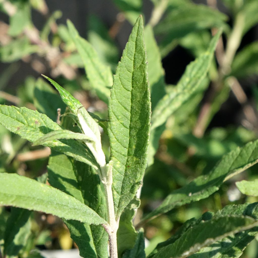 Buddleia Free Petite Lavender Flow - Arbre aux papillons