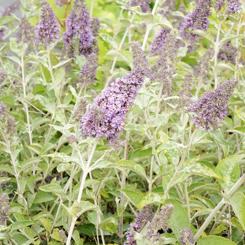 Buddleia Lochinch - Arbre aux papillons