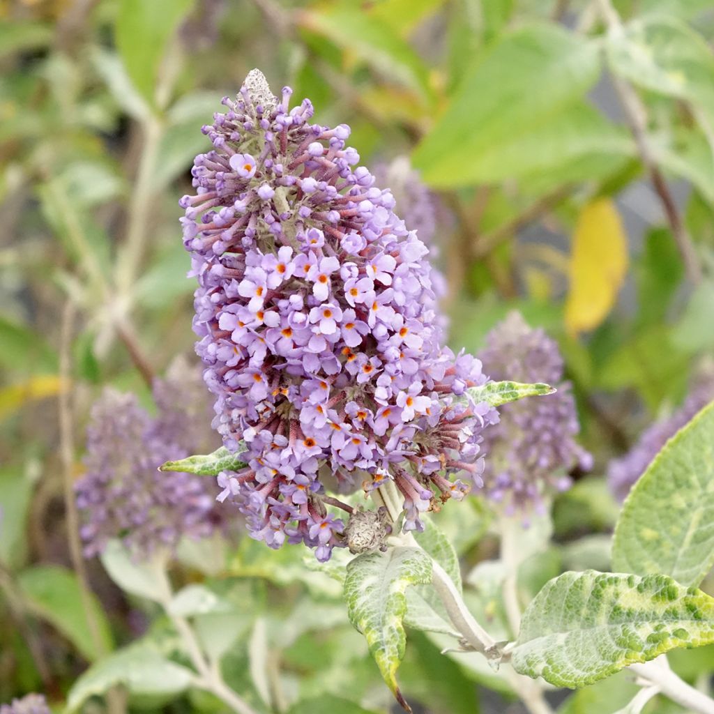 Buddleia Lochinch - Arbre aux papillons