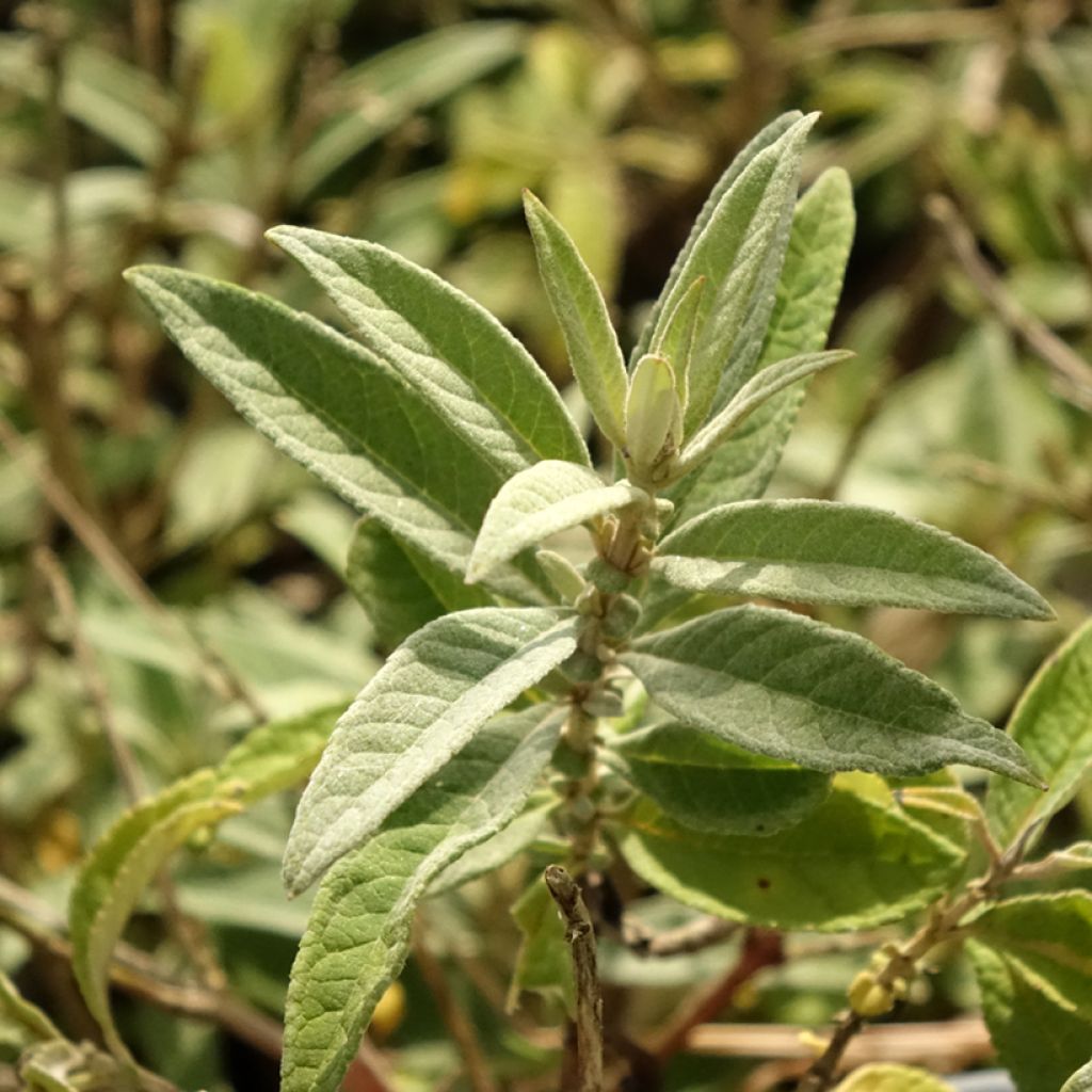 Buddleja davidii Butterfly Candy Lila Sweetheart - Arbre aux papillons nain
