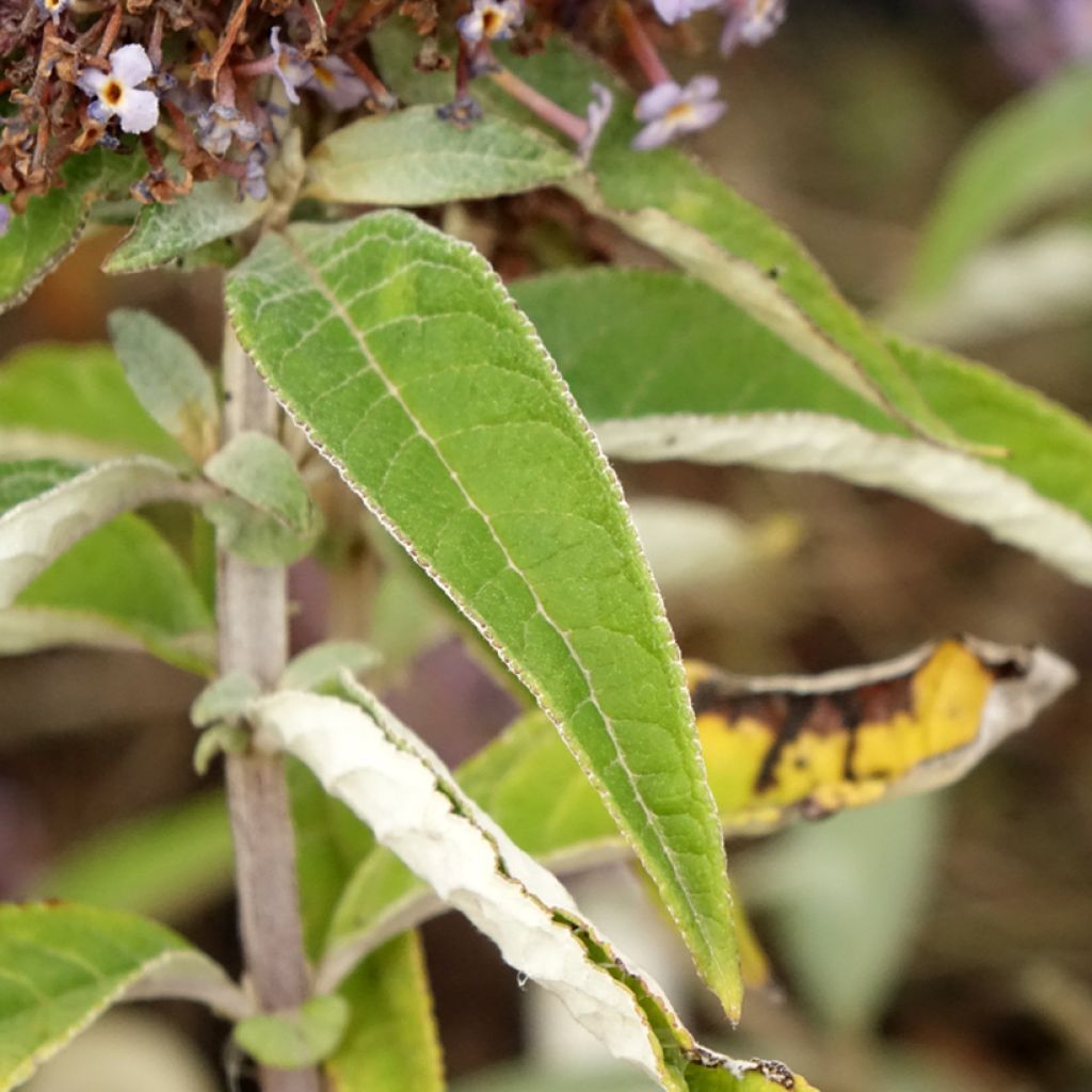 Buddleja davidii Butterfly Candy Lila Sweetheart - Arbre aux papillons nain