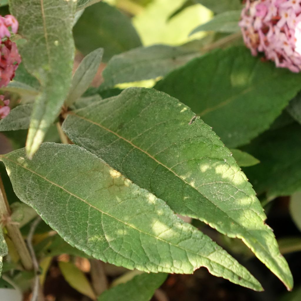 Buddleja davidii Butterfly Candy Little Pink - Arbre aux papillons nain