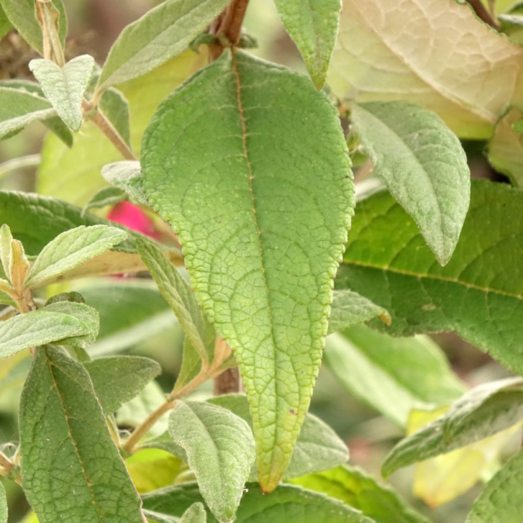 Buddleja davidii Butterfly Candy Little Ruby - Arbre aux papillons nain