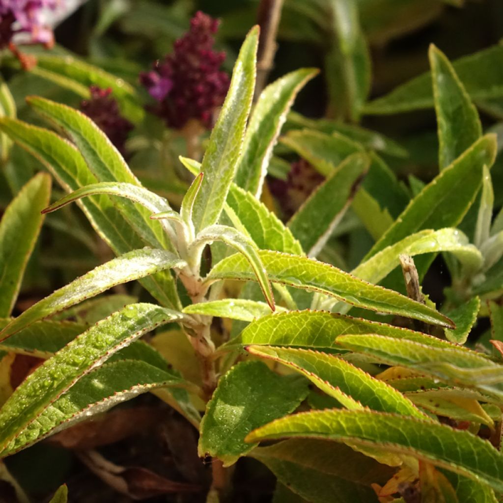 Buddleja davidii Butterfly CandyLittle Purple - Arbre aux papillons nain