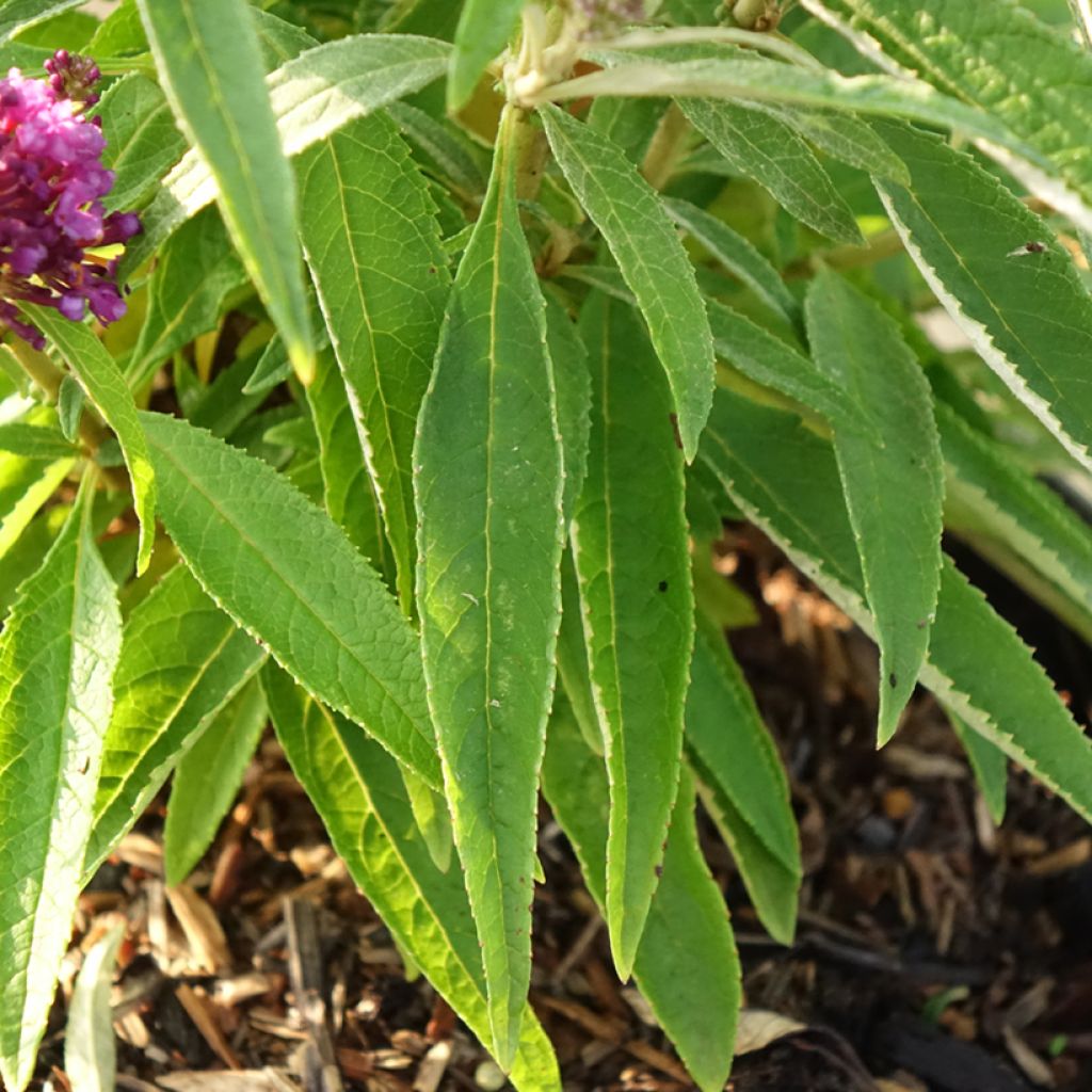 Buddleja davidii Butterfly CandyLittle Purple - Arbre aux papillons nain