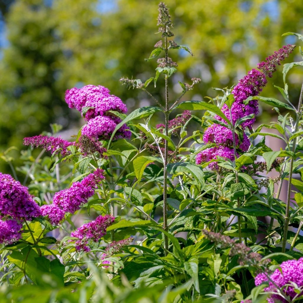Buddleia davidii Nanho Purple - Arbre aux papillons nain