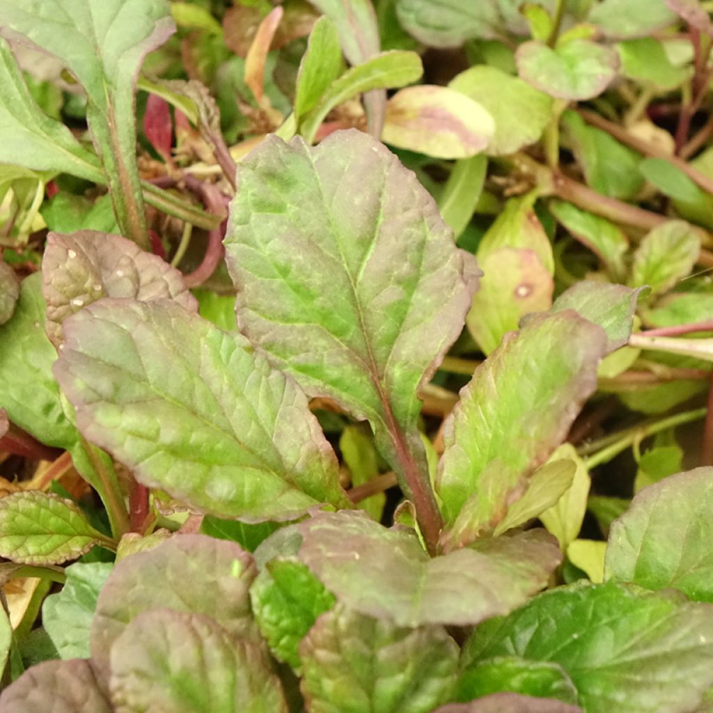 Bugle rampante - Ajuga reptans Catlin's Giant