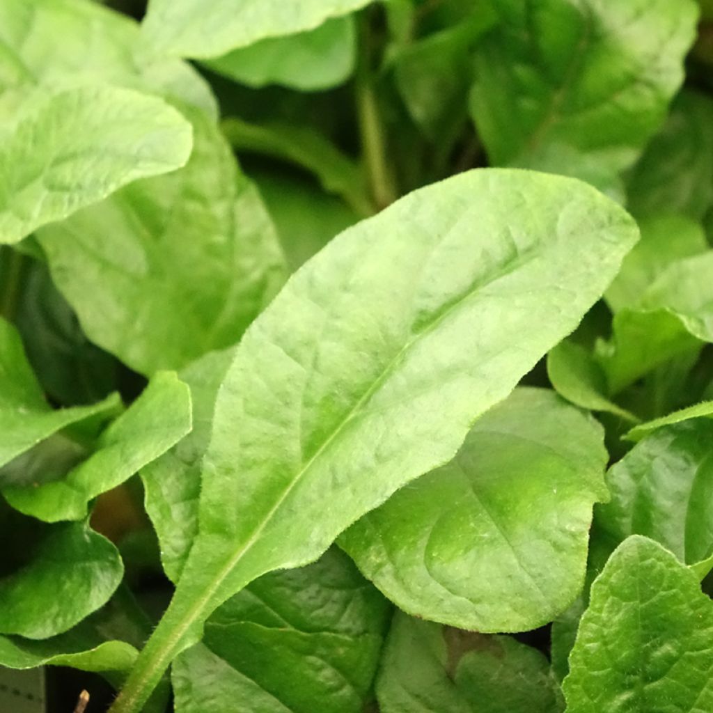 Bugle rampante, Ajuga reptans Rosea