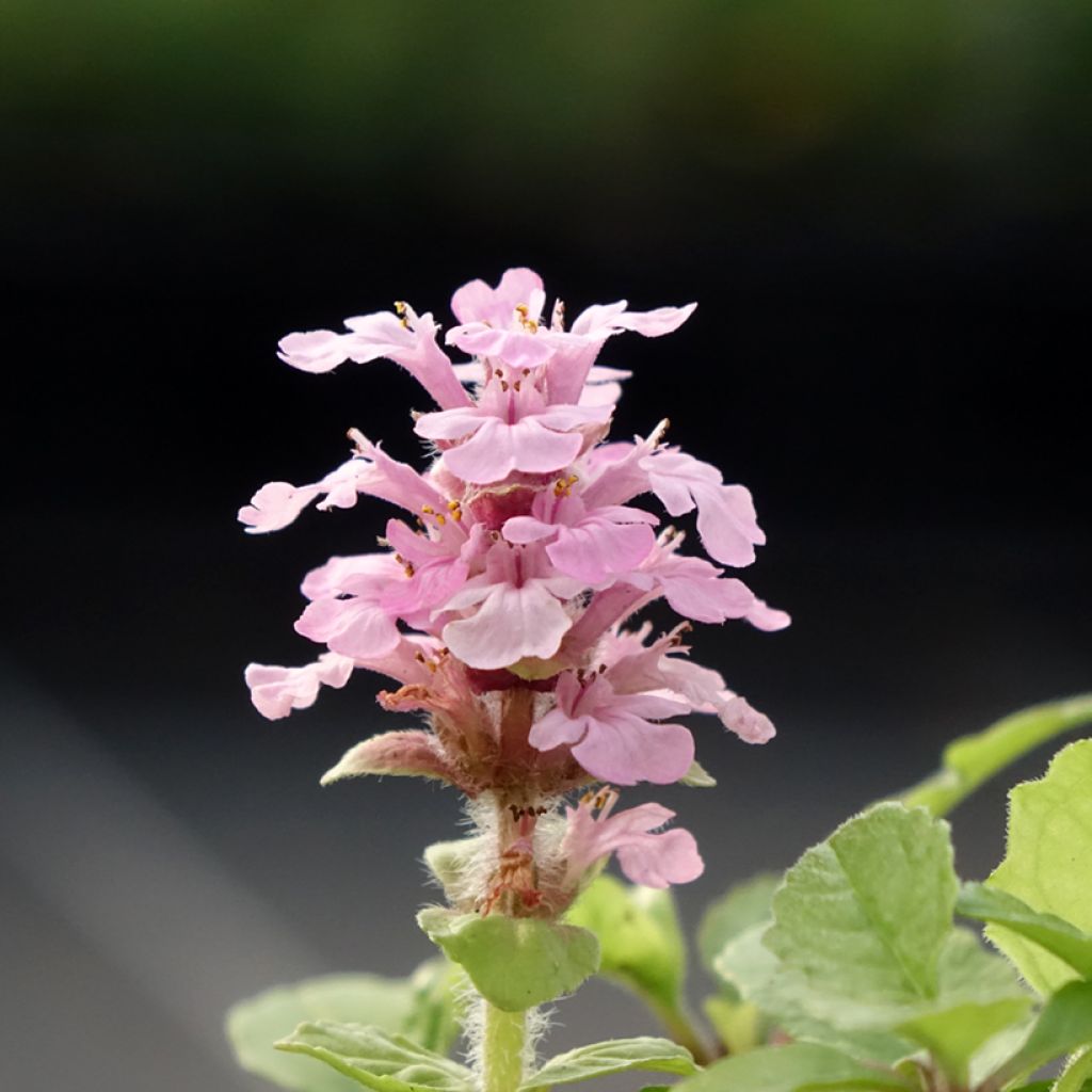 Bugle rampante, Ajuga reptans Rosea